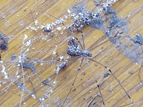 Mramorni podrumski pauk (Holocnemus pluchei)