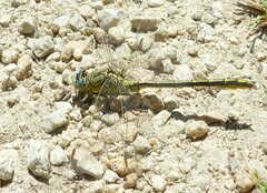 Gomphus pulchellus