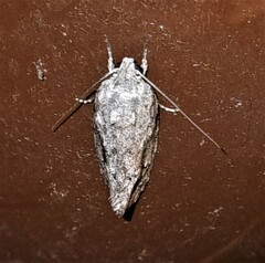 Agriophara confertella