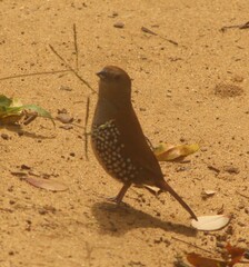 Hypargos margaritatus