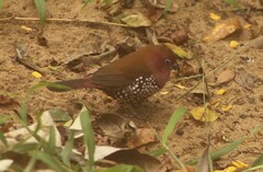 Hypargos margaritatus