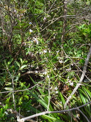 Dianella adenanthera