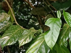 Deudorix epijarbas
