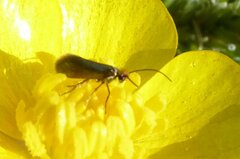 Micropterix calthella