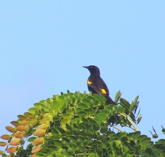 Icterus portoricensis