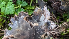 Peltigera rufescens