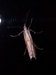 Orocrambus