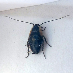 Phyllodromica maculata