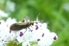 Micropterix calthella