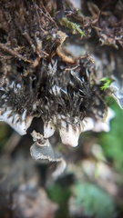 Peltigera rufescens