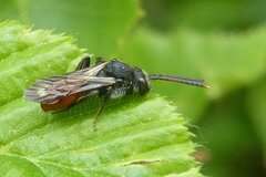 Nomada