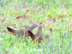 Bambusicola sonorivox