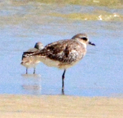 Pluvialis squatarola