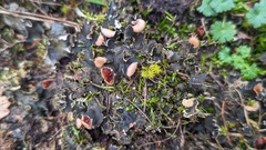 Peltigera rufescens