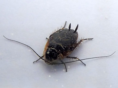 Phyllodromica maculata