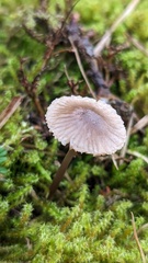 Mycena cinerella
