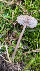Mycena cinerella