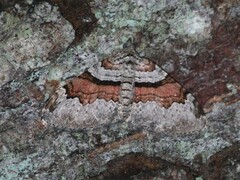 Xanthorhoe labradorensis