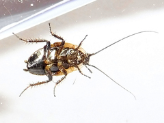 Phyllodromica maculata