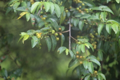 Grewia caffra