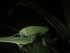 Pseudophyllus hercules