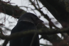 Corvus monedula