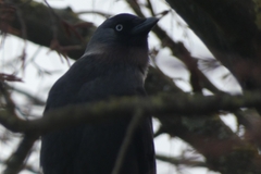 Corvus monedula