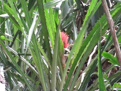 Ananas macrodontes