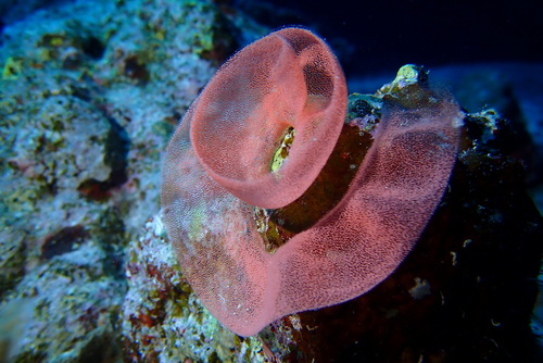 Spanish Dancer — seen at this dive site