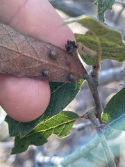 Sphaeroteras pulchripennis