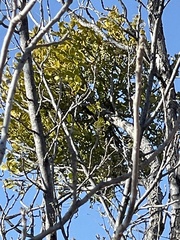 Phoradendron villosum