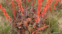 Gasteria nitida armstrongii
