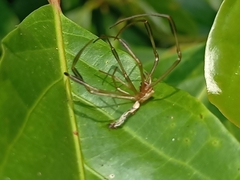 Leucauge decorata