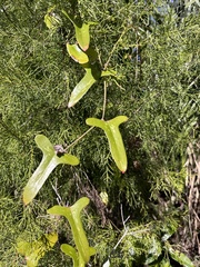 Smilax auriculata