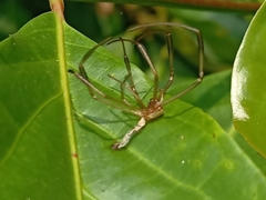 Leucauge decorata