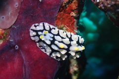 Phyllidia multifaria