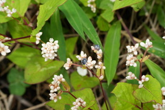 Persicaria chinensis