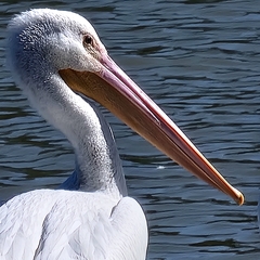 Pelecanus erythrorhynchos