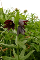 Fritillaria camschatcensis