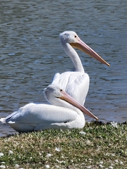 Pelecanus erythrorhynchos