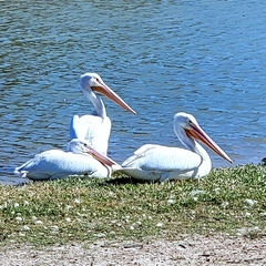 Pelecanus erythrorhynchos