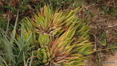 Haworthiopsis fasciata