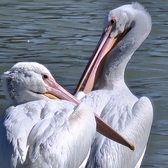 Pelecanus erythrorhynchos