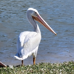 Pelecanus erythrorhynchos