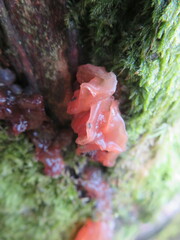 Phaeotremella frondosa