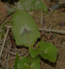 Persicaria chinensis