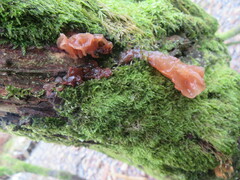 Phaeotremella frondosa