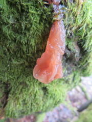 Phaeotremella frondosa