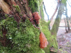 Phaeotremella frondosa
