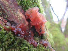 Phaeotremella frondosa
